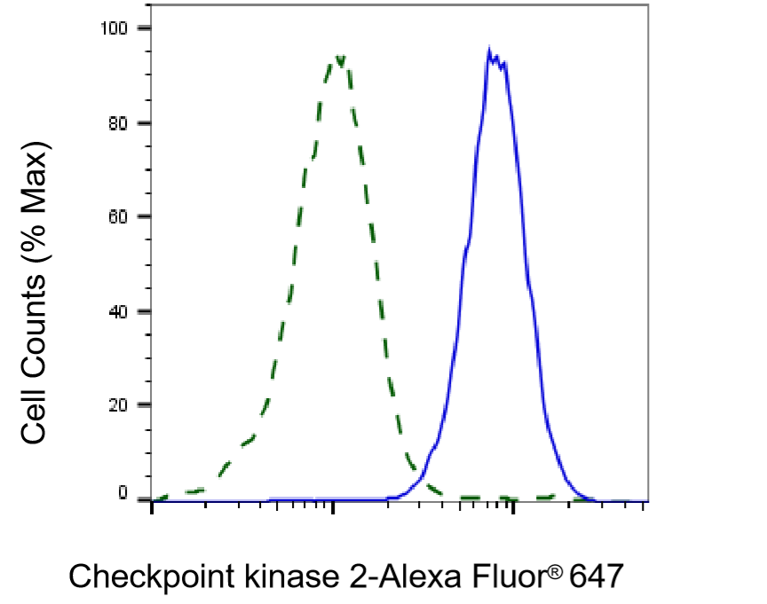[KD Validated] Anti-CHEK2 Rabbit mAb [44L69H30]
