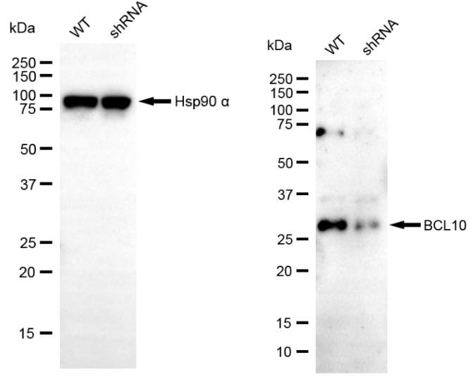 [KD Validated] Anti-BCL10 Rabbit mAb [15S14M18]