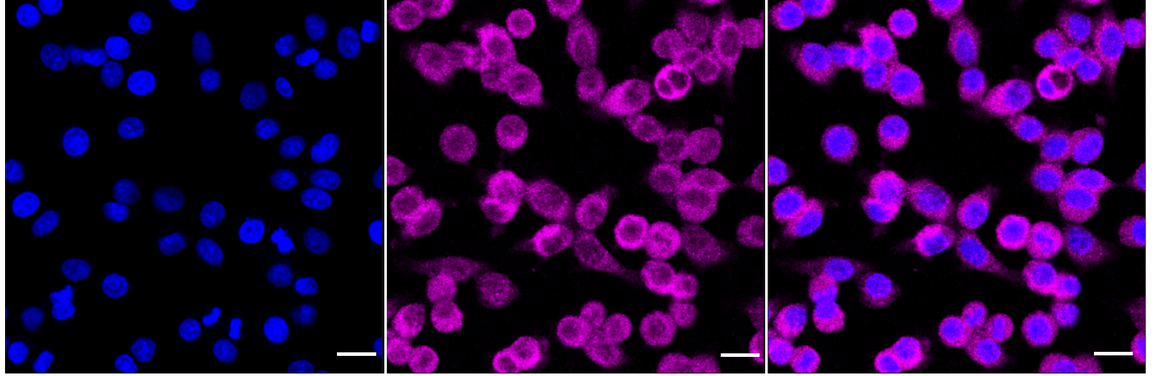 [KD Validated] Anti-BCL10 Rabbit mAb [78T30S26]