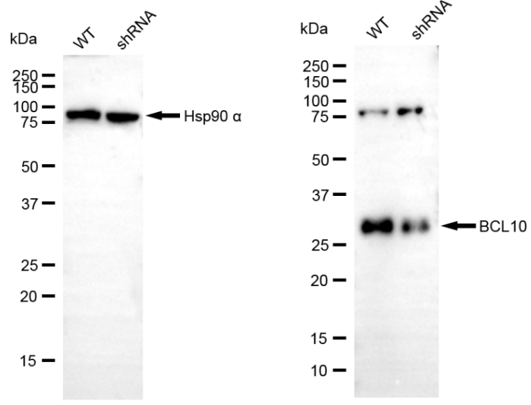 [KD Validated] Anti-BCL10 Rabbit mAb [78T30S26]