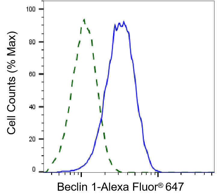 [KD Validated] Anti-BECN1 Rabbit mAb [48F35K04]
