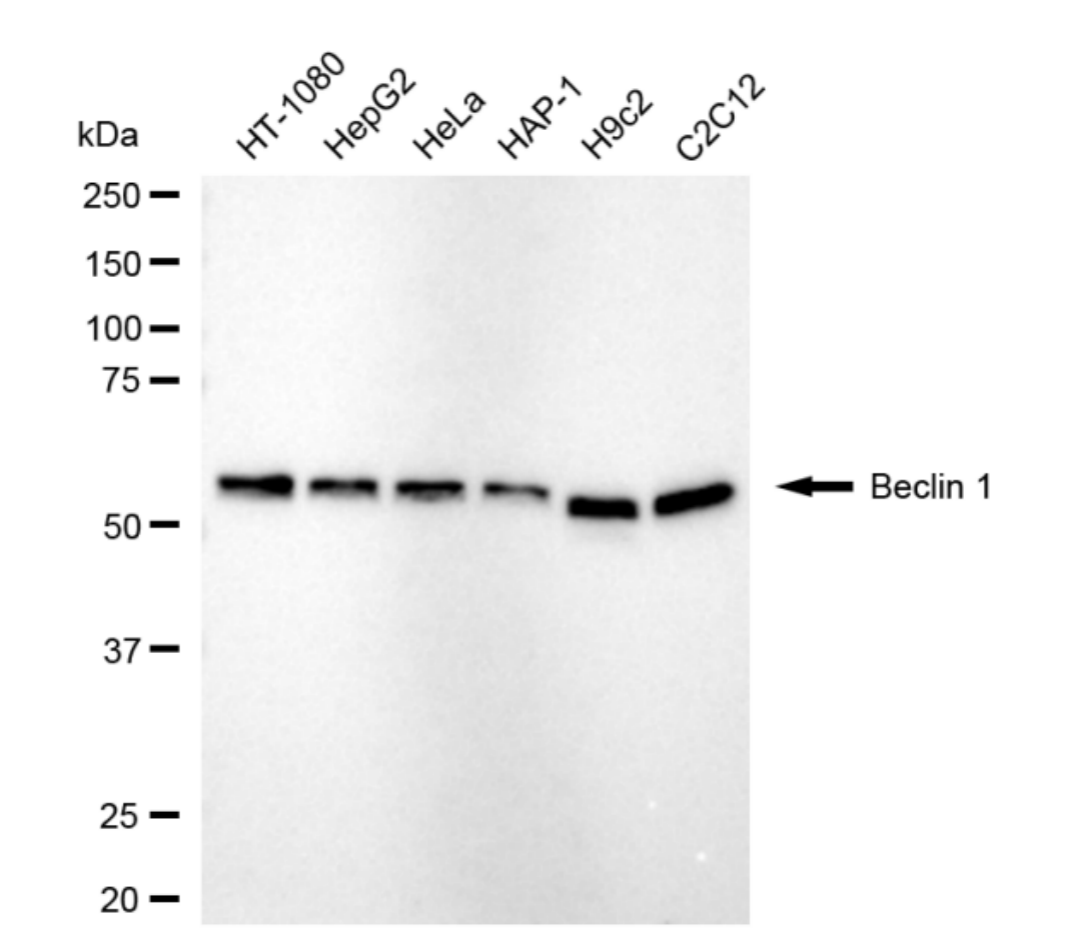 [KD Validated] Anti-BECN1 Rabbit mAb [48F35K04]
