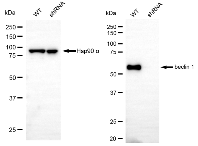 [KD Validated] Anti-BECN1 Rabbit mAb [48F35K04]