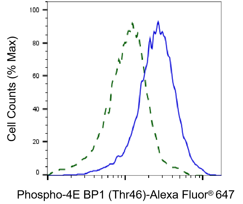 [KD Validated] Anti-EIF4EBP1 Rabbit mAb [21S74P12]