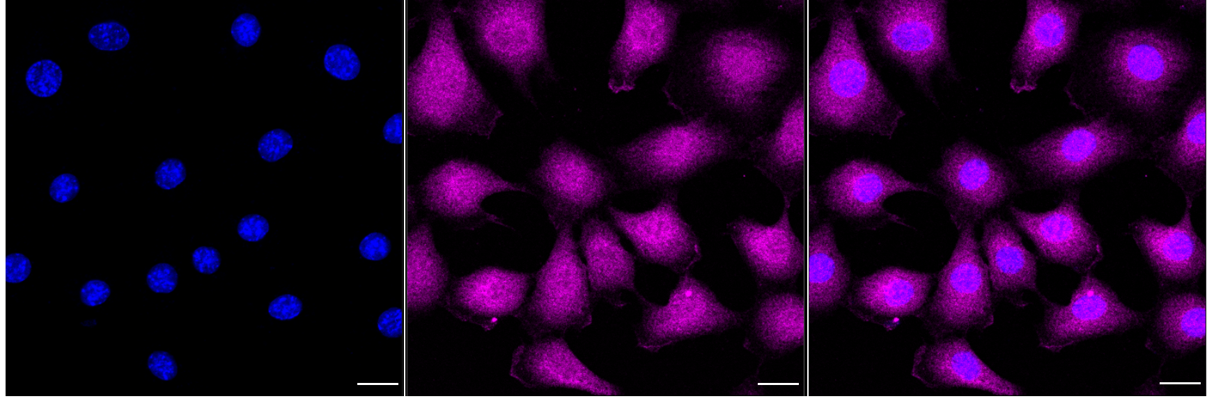 [KD Validated] Anti-EIF4EBP1 Rabbit mAb [21S74P12]