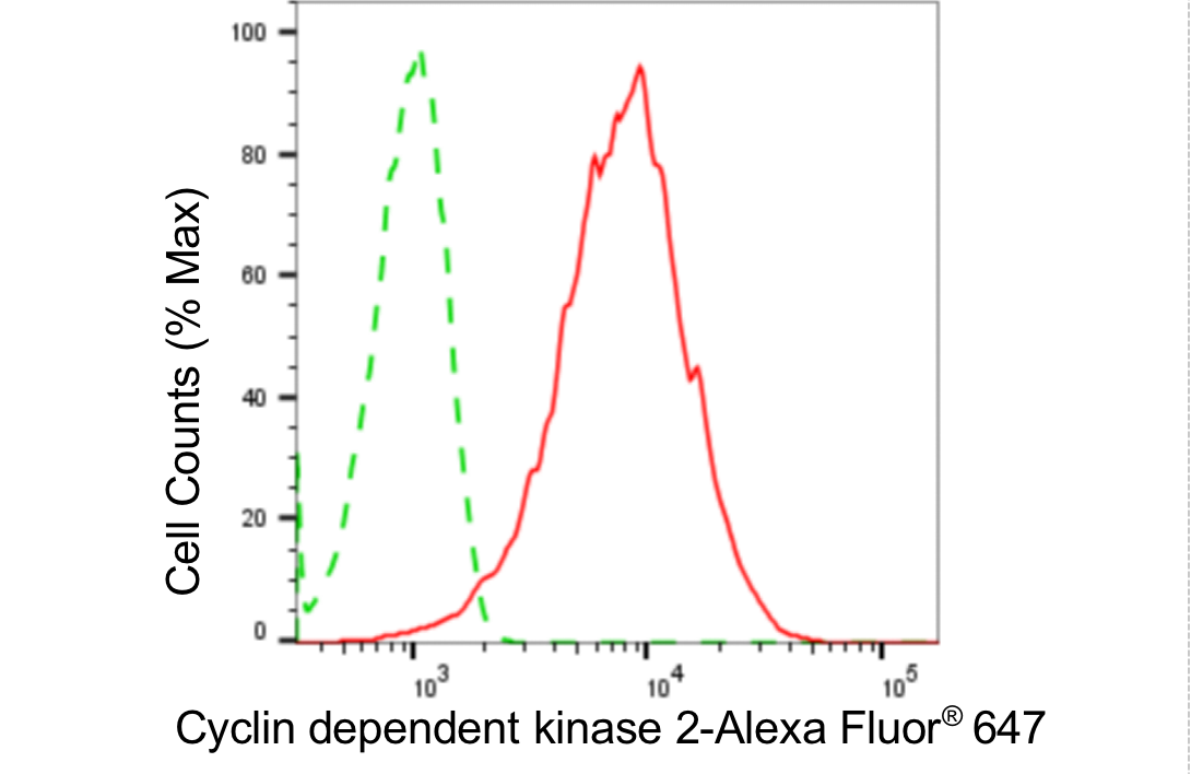 [KD Validated] Anti-CDK2 Rabbit mAb [15T98S64]