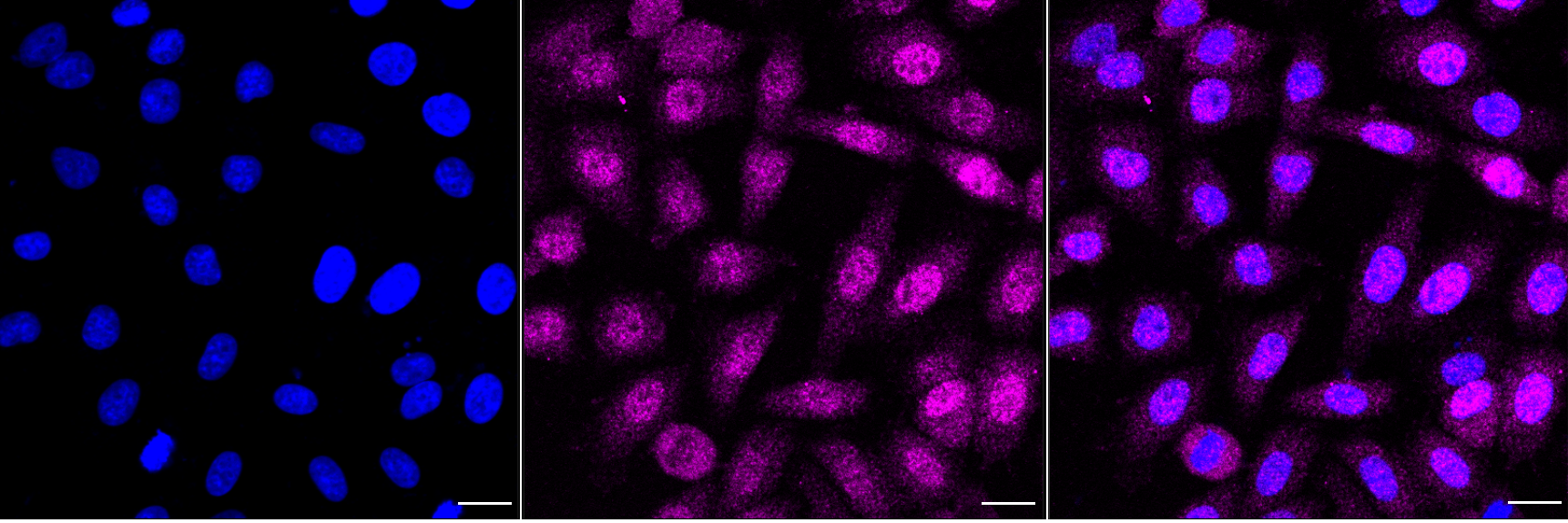 [KD Validated] Anti-CDK2 Rabbit mAb [15T98S64]