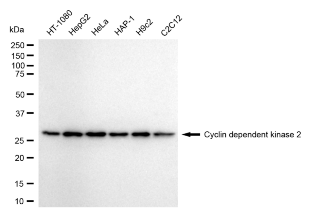 [KD Validated] Anti-CDK2 Rabbit mAb [15T98S64]