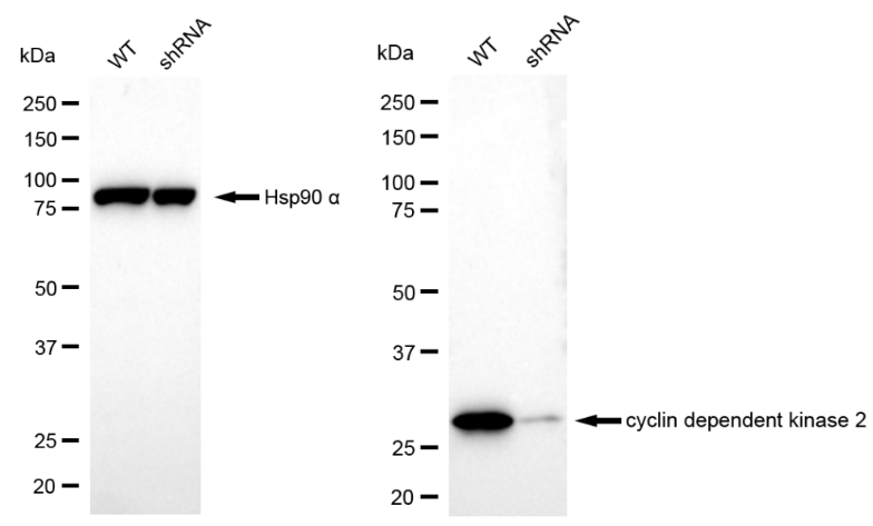 [KD Validated] Anti-CDK2 Rabbit mAb [15T98S64]