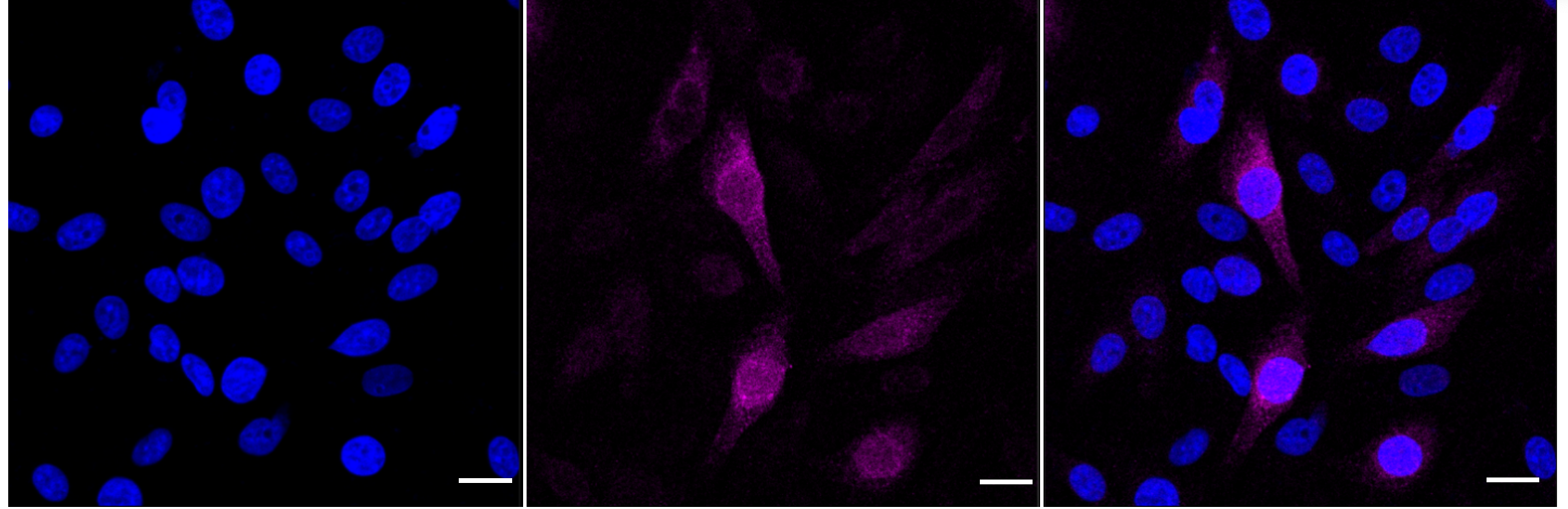 [KD Validated] Anti-CCNB1 Rabbit mAb [55D60N08]