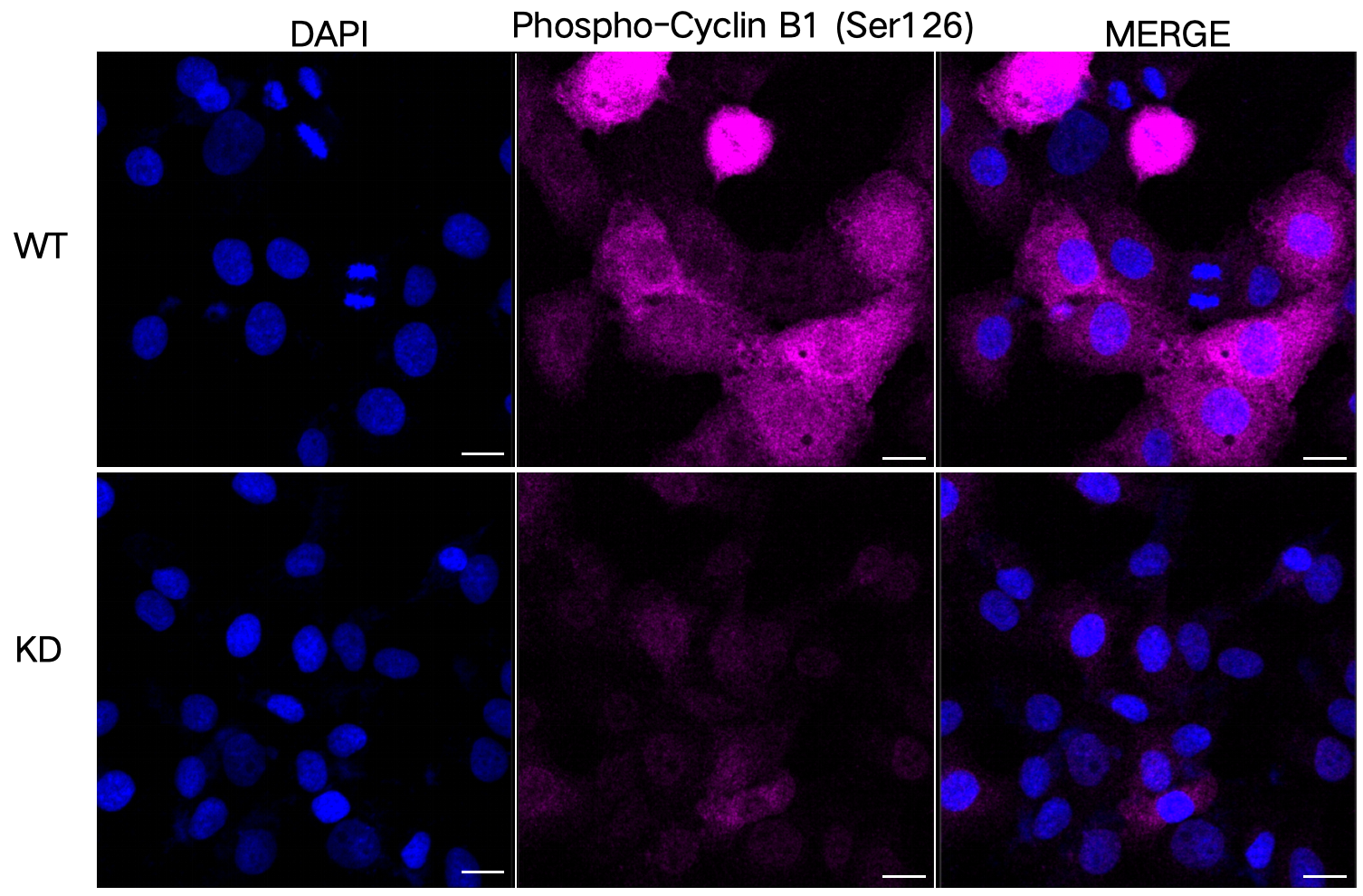 [KD Validated] Anti-CCNB1 Rabbit mAb [55D60N08]
