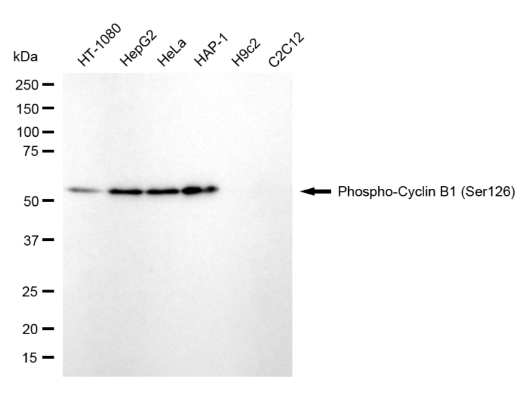 [KD Validated] Anti-CCNB1 Rabbit mAb [55D60N08]