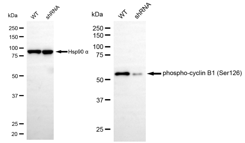 [KD Validated] Anti-CCNB1 Rabbit mAb [55D60N08]