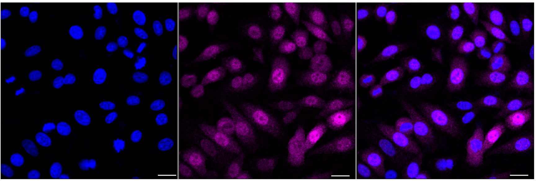 [KD Validated] Anti-CASP9 Rabbit mAb [36T25D03]