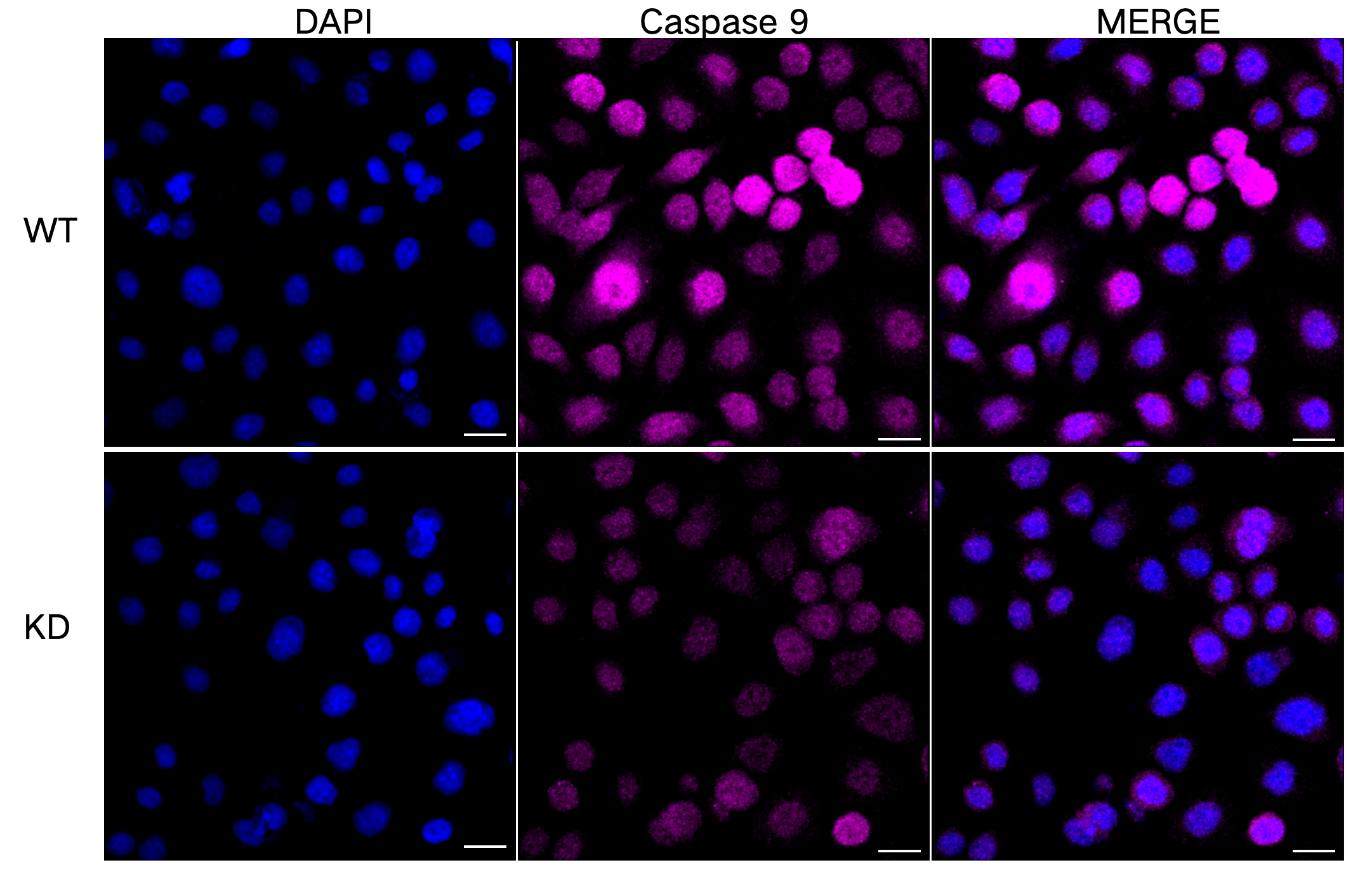 [KD Validated] Anti-CASP9 Rabbit mAb [36T25D03]
