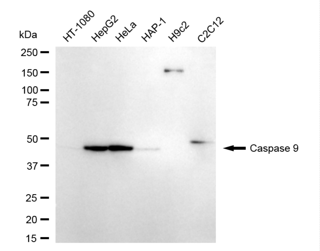 [KD Validated] Anti-CASP9 Rabbit mAb [36T25D03]