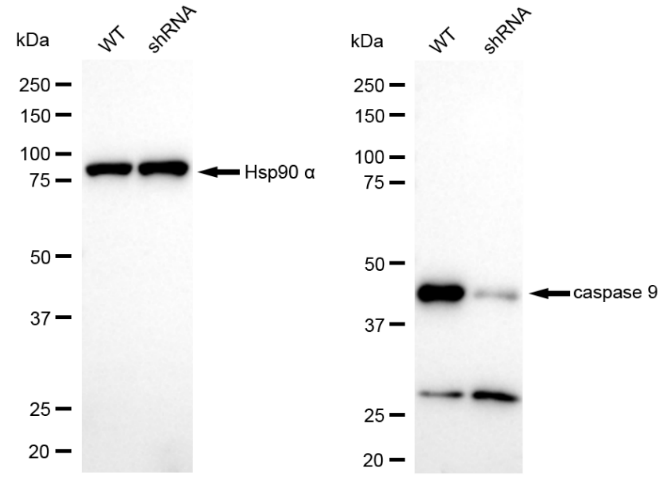 [KD Validated] Anti-CASP9 Rabbit mAb [36T25D03]