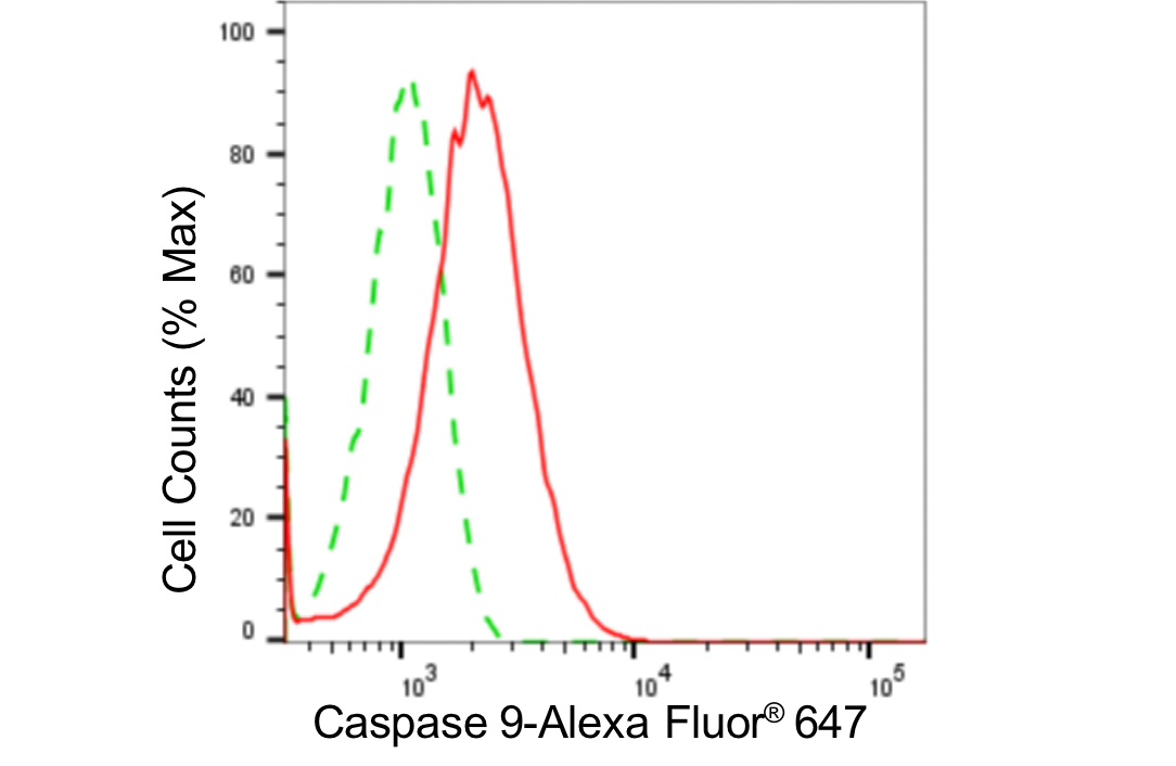 [KD Validated] Anti-CASP9 Rabbit mAb [83C15T50]