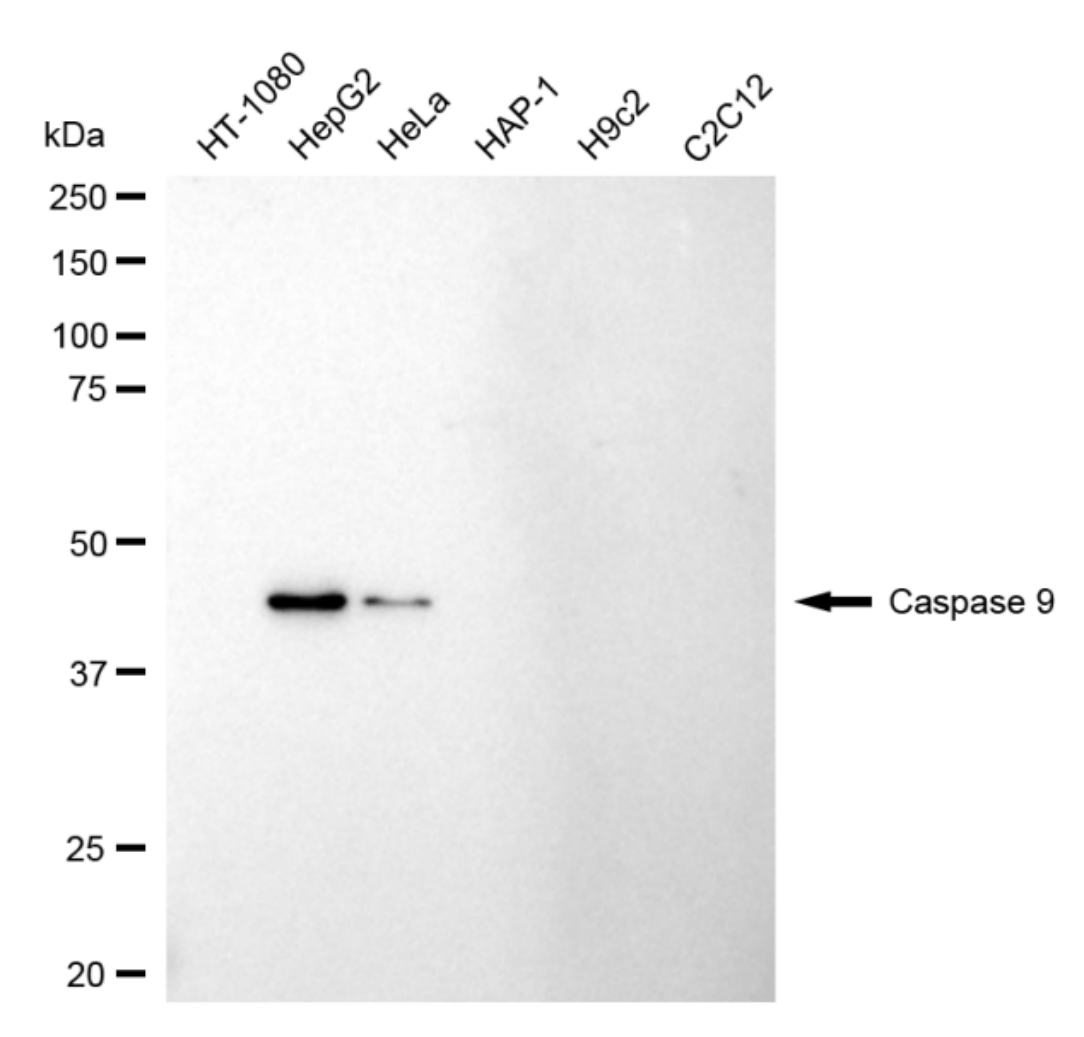 [KD Validated] Anti-CASP9 Rabbit mAb [83C15T50]