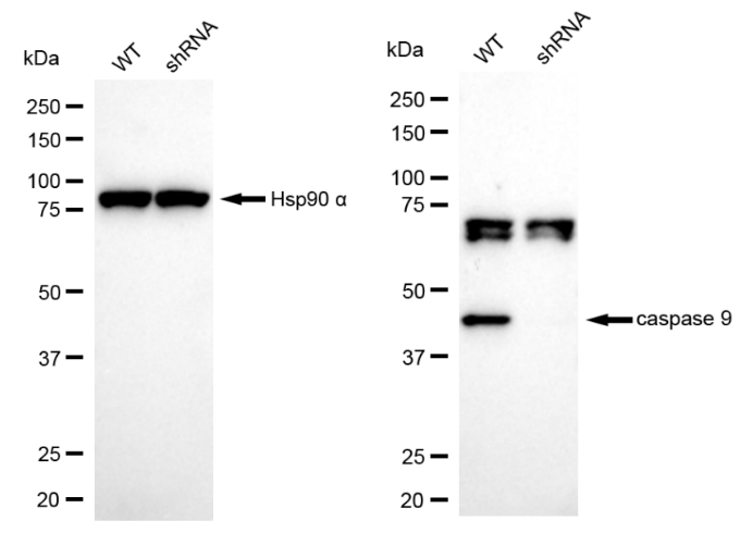 [KD Validated] Anti-CASP9 Rabbit mAb [83C15T50]