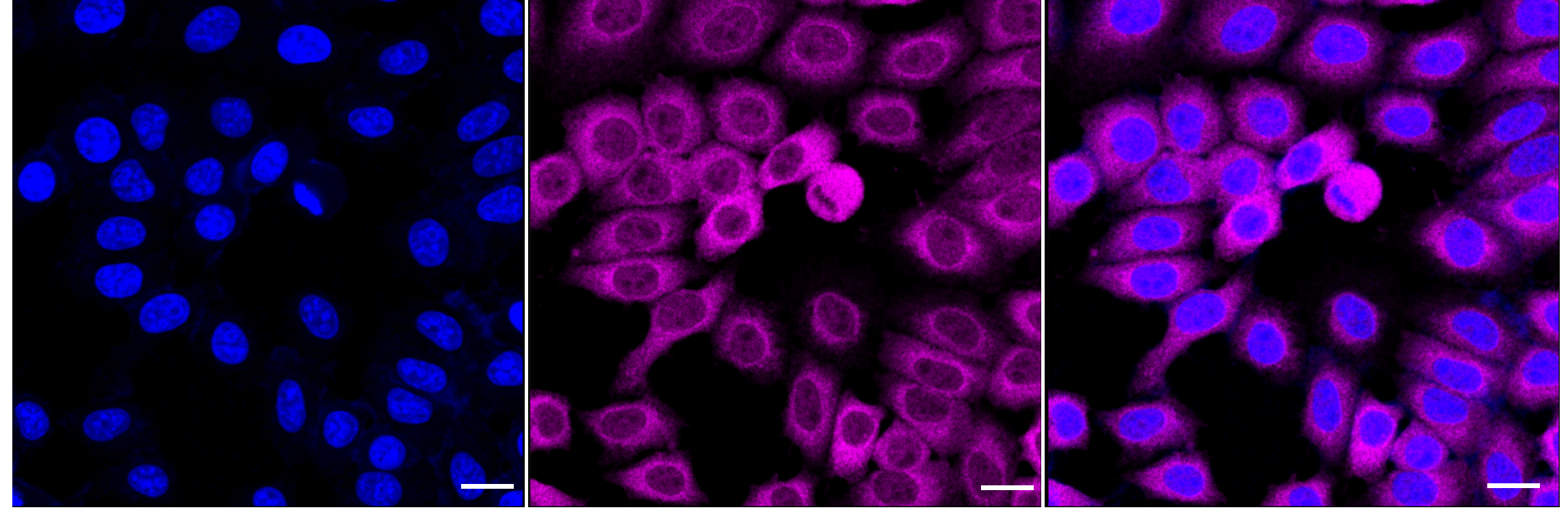[KD Validated] Anti-TCP1 Rabbit mAb [65C12C68]