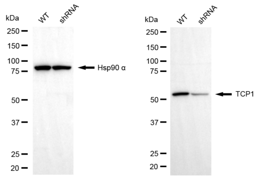 [KD Validated] Anti-TCP1 Rabbit mAb [65C12C68]