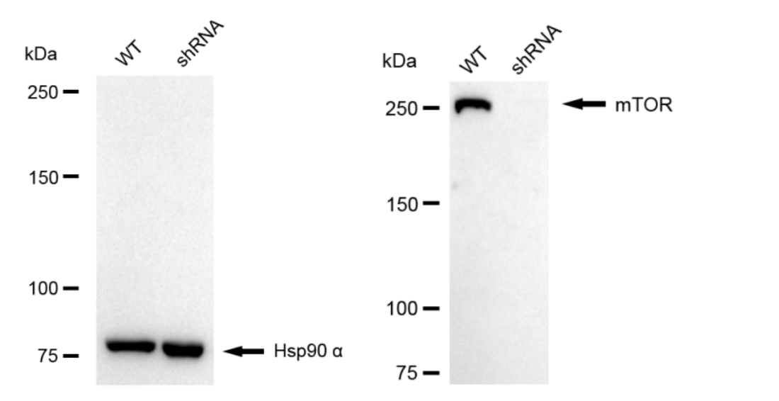 [KD Validated] Anti-MTOR Rabbit mAb [11D16G53]