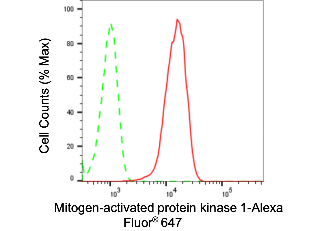 [KD Validated] Anti-MAPK1 Rabbit mAb [22D17E75]
