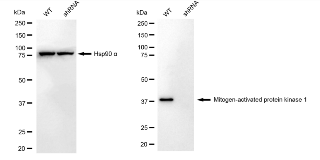[KD Validated] Anti-MAPK1 Rabbit mAb [22D17E75]