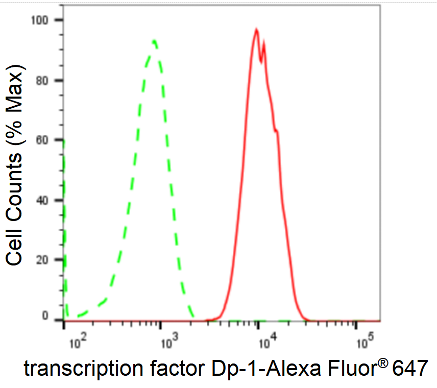 [KD Validated] Anti-TFDP1 Rabbit mAb [51N72B41]