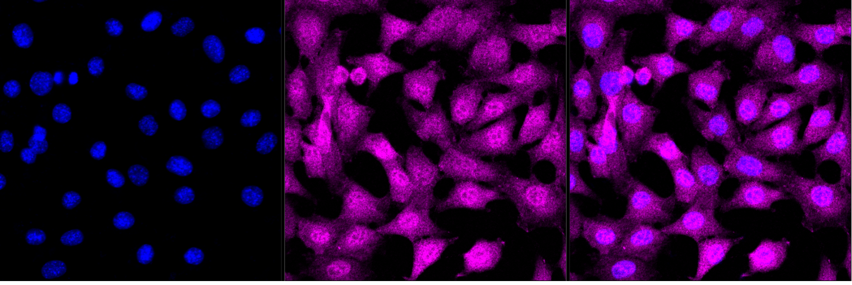 [KD Validated] Anti-TFDP1 Rabbit mAb [51N72B41]