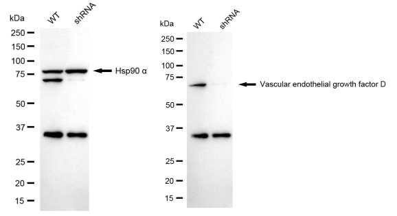 [KD Validated] Anti-VEGFD Rabbit mAb [36S60E87]