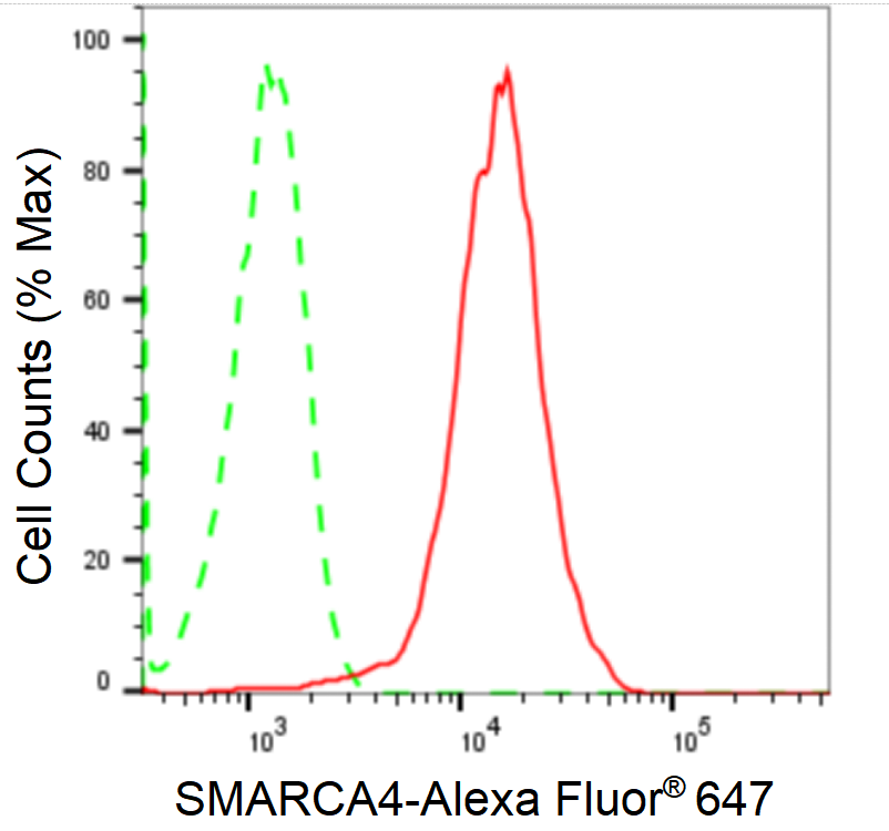 [KD Validated] Anti-SMARCA4 Rabbit mAb [18T80C32]