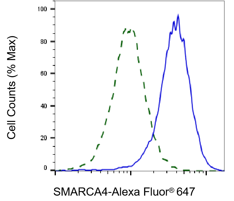 [KD Validated] Anti-SMARCA4 Rabbit mAb [18T80C32]