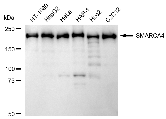 [KD Validated] Anti-SMARCA4 Rabbit mAb [18T80C32]