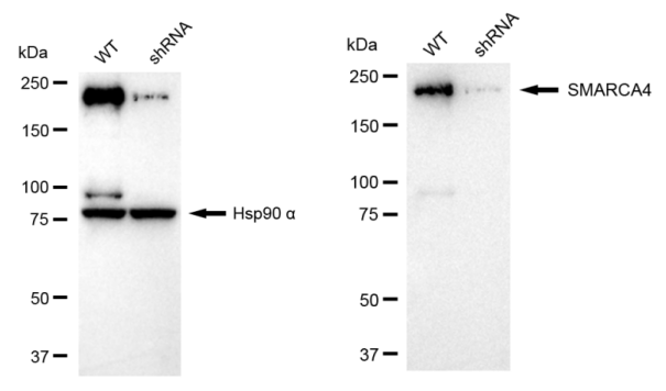 [KD Validated] Anti-SMARCA4 Rabbit mAb [18T80C32]