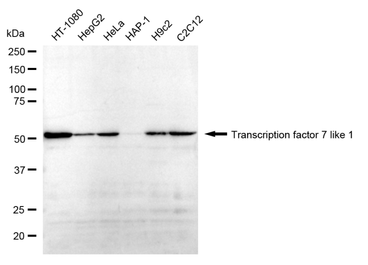 [KD Validated] Anti-TCF7L1 Rabbit mAb [55R72B94]