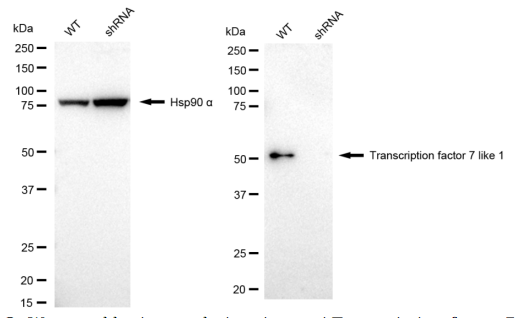 [KD Validated] Anti-TCF7L1 Rabbit mAb [55R72B94]