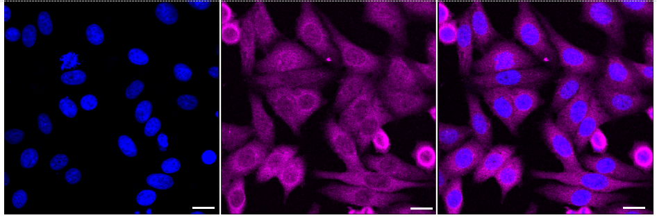 [KD Validated] Anti-PPID Rabbit mAb [66J52J31]