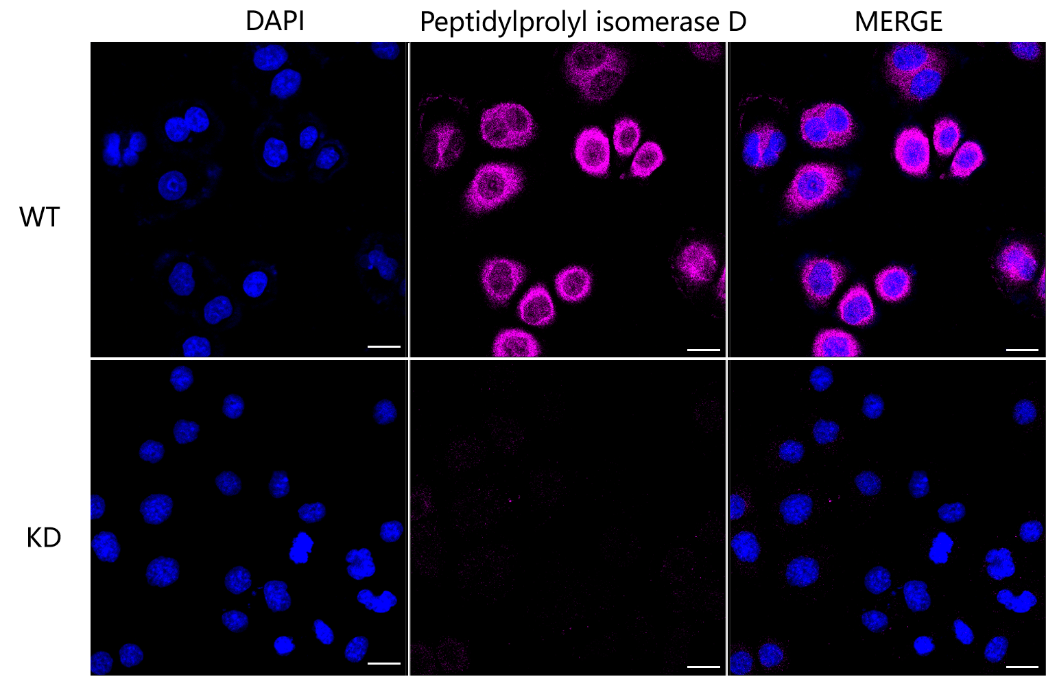 [KD Validated] Anti-PPID Rabbit mAb [66J52J31]