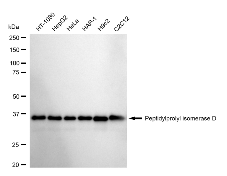 [KD Validated] Anti-PPID Rabbit mAb [66J52J31]