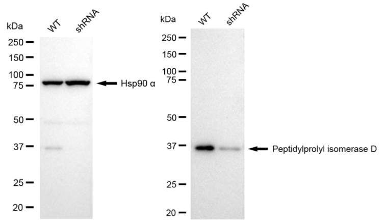 [KD Validated] Anti-PPID Rabbit mAb [66J52J31]