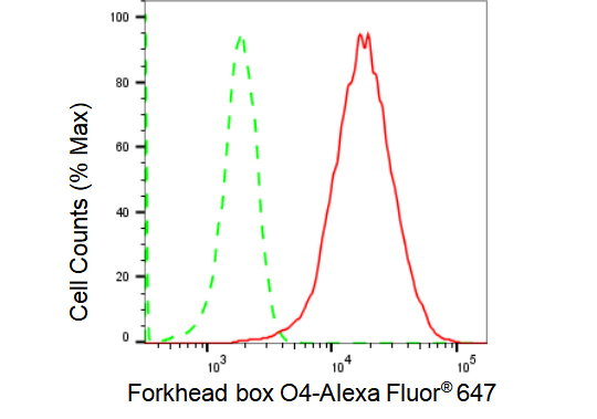 [KD Validated] Anti-FOXO4 Rabbit mAb [90M80G67]