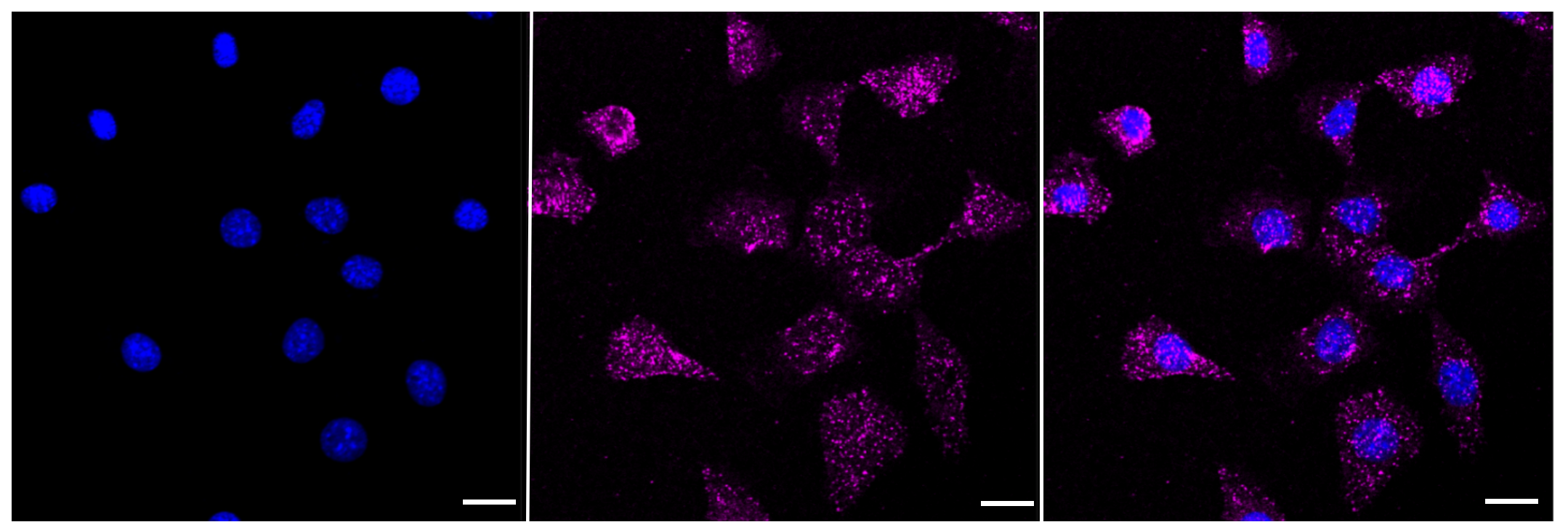 [KD Validated] Anti-FOXO4 Rabbit mAb [90M80G67]
