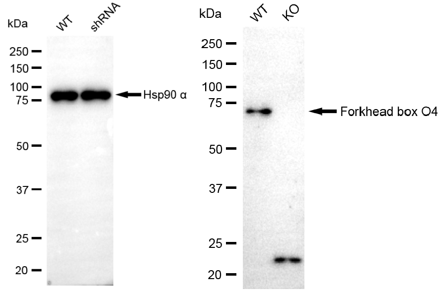 [KD Validated] Anti-FOXO4 Rabbit mAb [90M80G67]