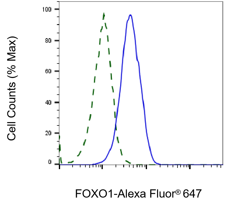 [KD Validated] Anti-FOXO1 Rabbit mAb [41Q79S76]