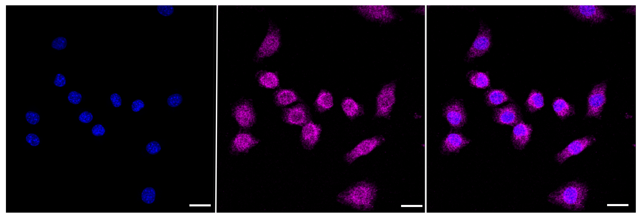 [KD Validated] Anti-FOXO1 Rabbit mAb [41Q79S76]