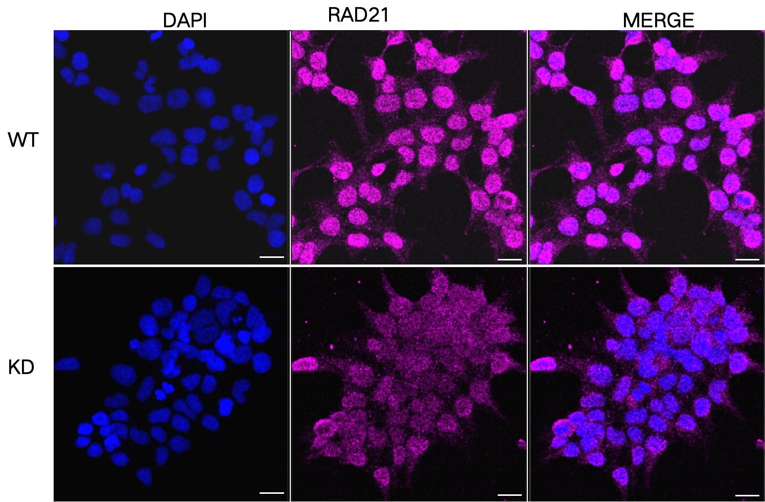 [KD Validated] Anti-RAD21 Rabbit mAb [65A44S90]