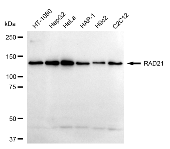 [KD Validated] Anti-RAD21 Rabbit mAb [65A44S90]