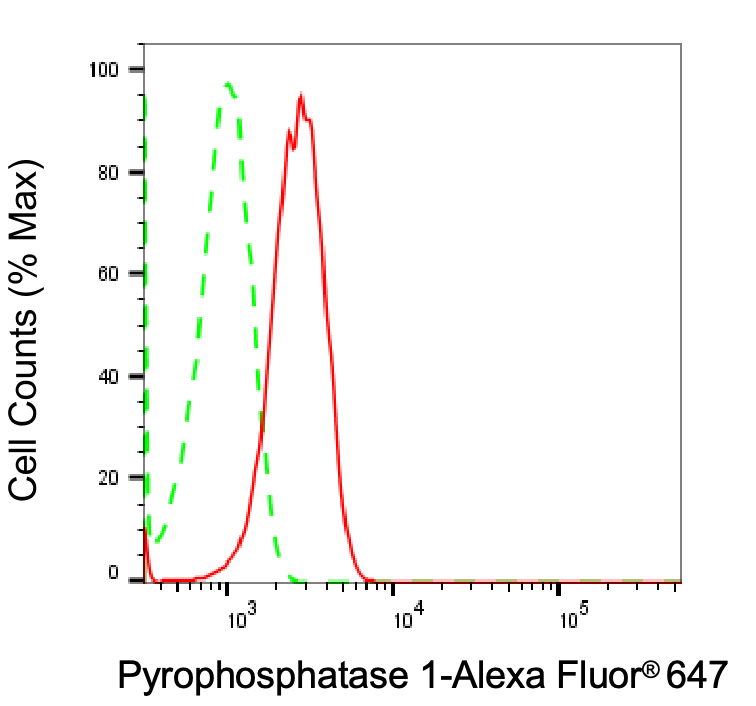 [KD Validated] Anti-PPA1 Rabbit mAb [38O92N05]